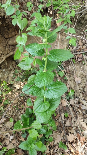 Melittis (Melittis melissophyllum)