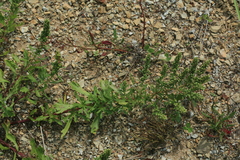 Artemisia littoricola