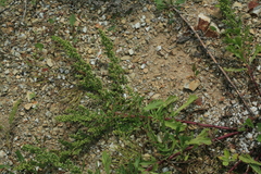 Artemisia littoricola