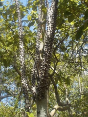 Zanthoxylum caribaeum