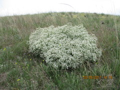 Crambe tataria