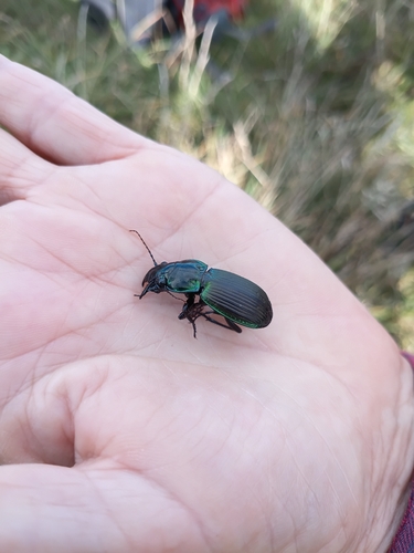 Photo of Alexander Beetle (Megadromus antarcticus)