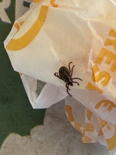 American Dog Tick