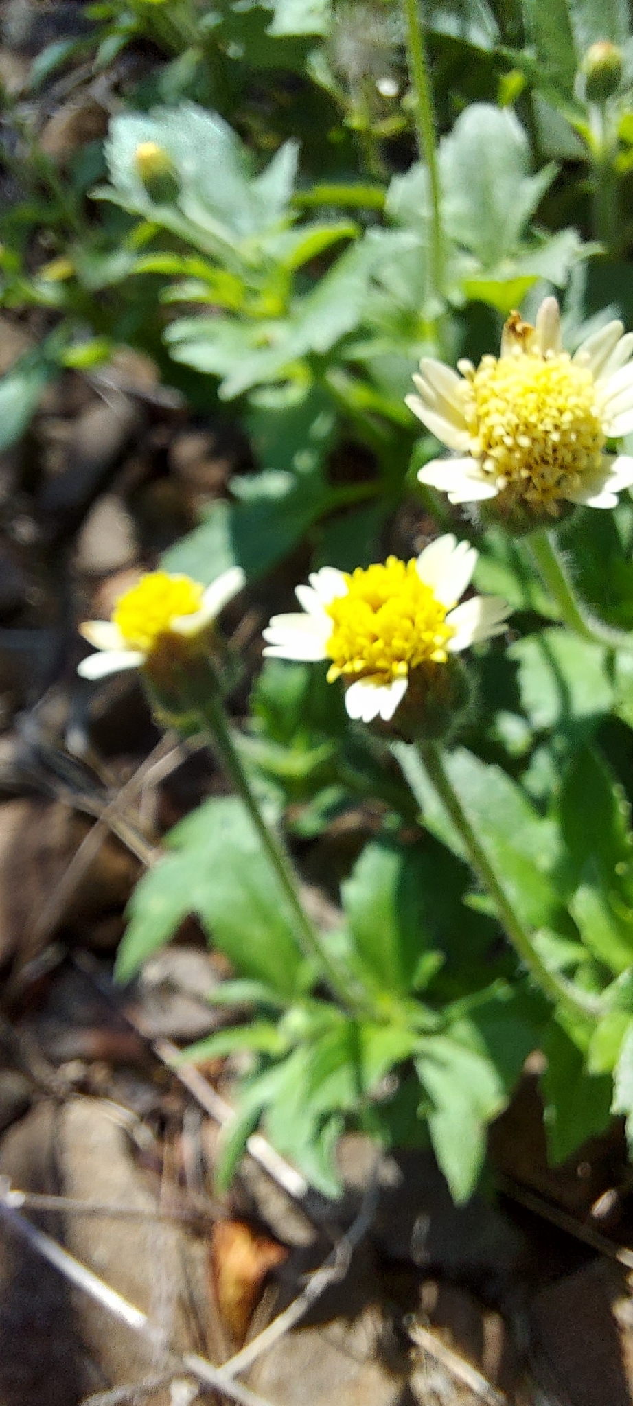 Coatbuttons (Tridax procumbens)