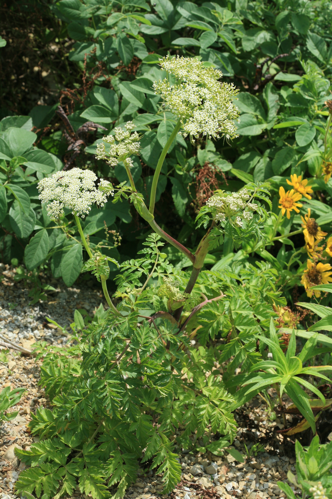 Conioselinum chinense