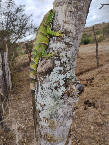 Green Iguana