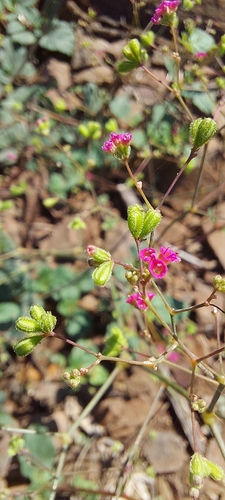 Red Spiderling (Boerhavia diffusa)