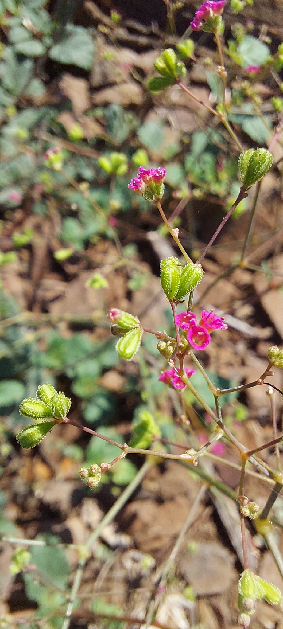 Red Spiderling (Boerhavia diffusa)