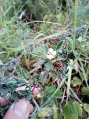 Lippia turbinata