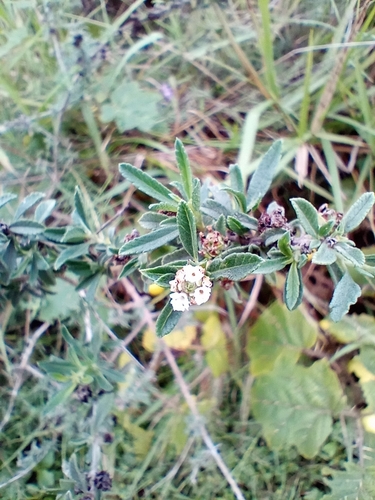 Lippia turbinata, photograph 2