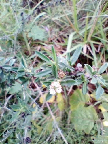 Lippia turbinata, photograph 3