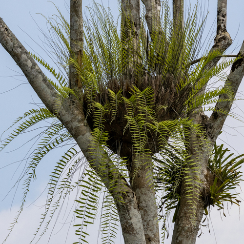 basket fern (Drynaria rigidula)