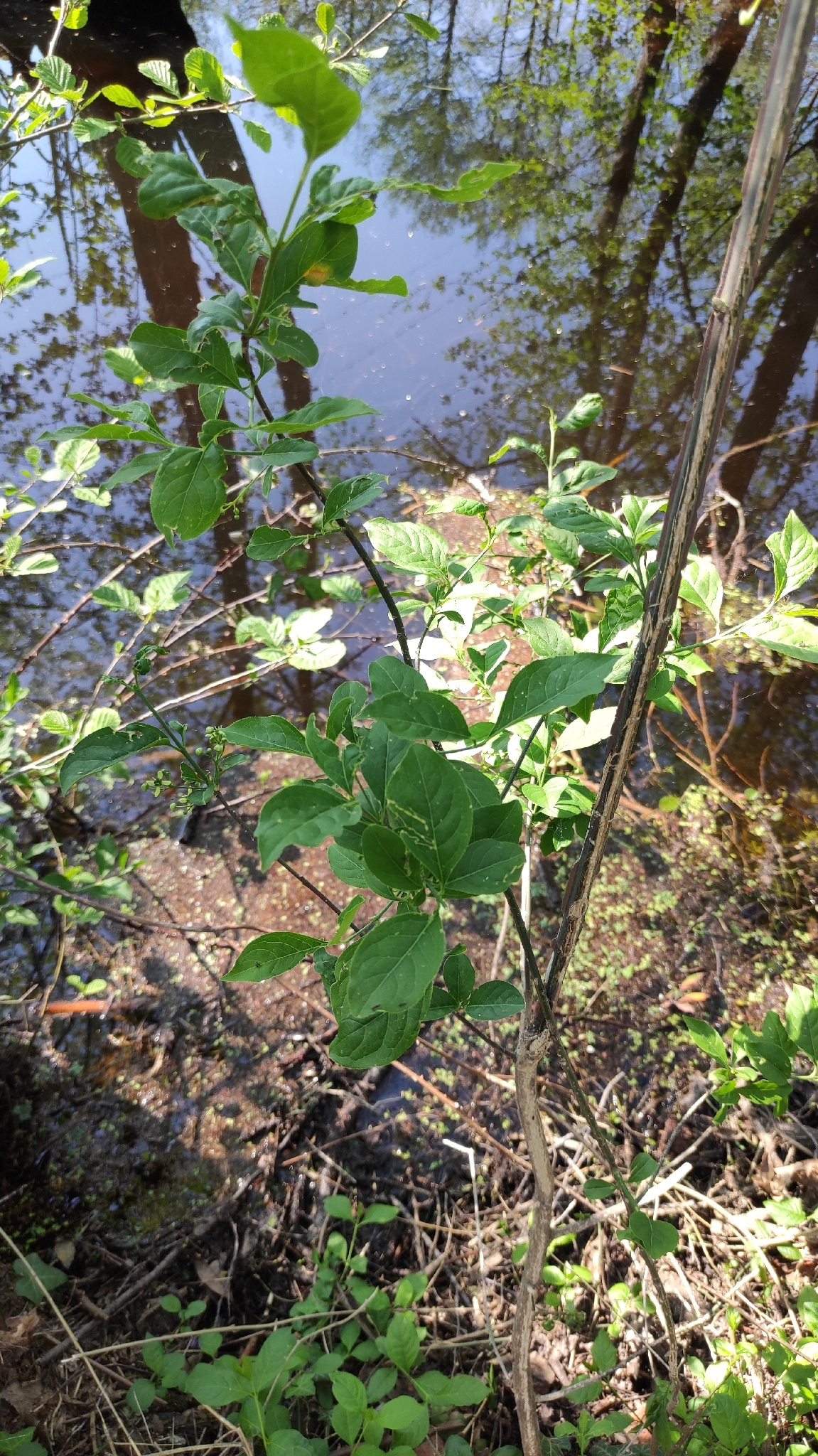 Spindle (Euonymus europaeus)