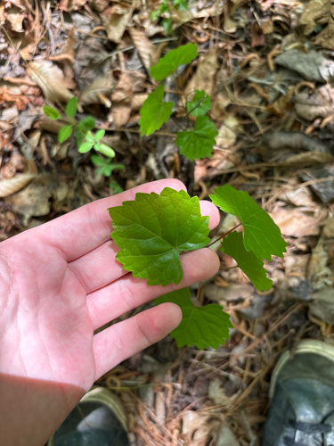 muscadine (Vitis rotundifolia)
