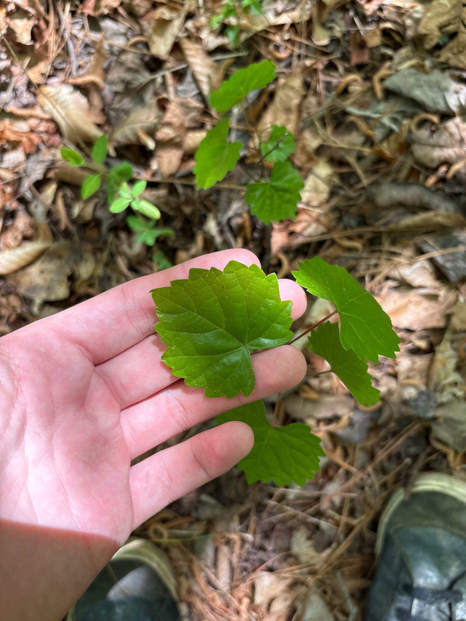 Muscadine (Vitis rotundifolia)