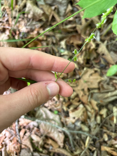 Twoflower Melicgrass (Melica mutica)
