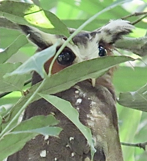 Crested Owl (Lophostrix cristata), photo 7