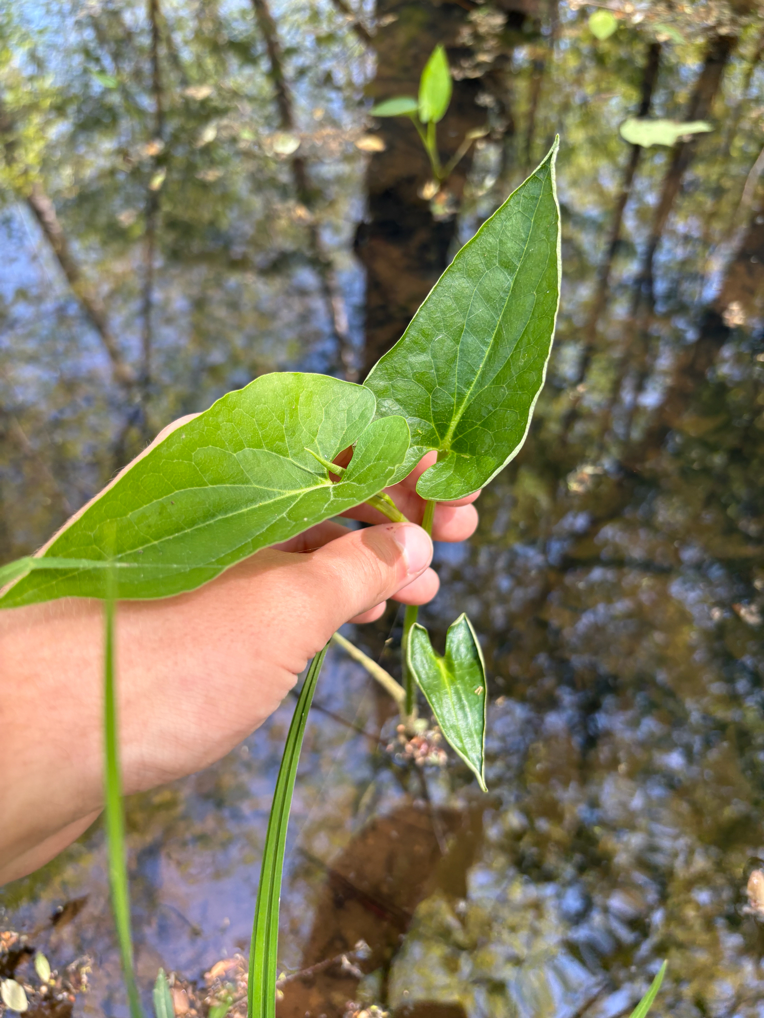 Lizard's Tail (Saururus cernuus)