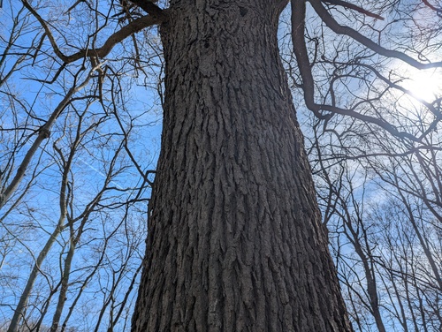 blue ash (Fraxinus quadrangulata)