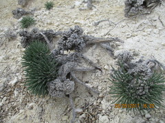 Anabasis cretacea