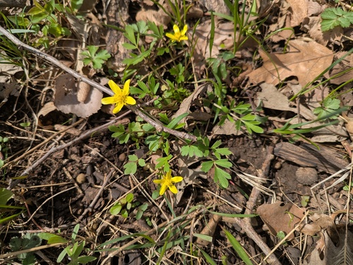 Early Buttercup (Ranunculus fascicularis)