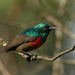 Northern Double-collared Sunbird - Photo (c) Tom Tarrant, some rights reserved (CC BY-SA)