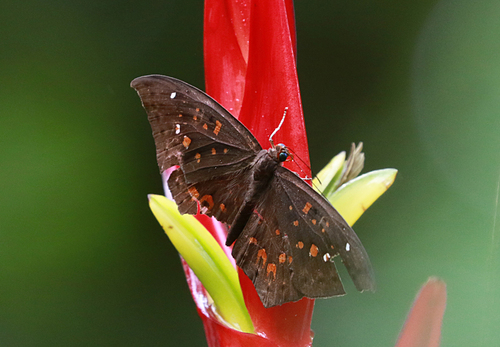Eurybia carolina