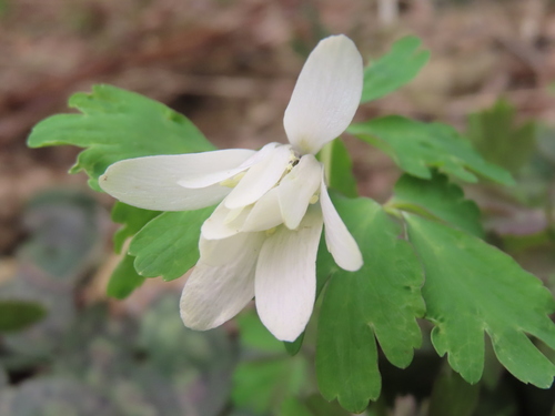 Many-sepal anemone (Anemonoides raddeana)