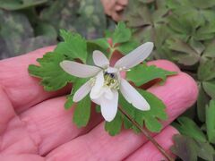 Anemone raddeana, photograph Timur Kalininsky, CC BY, iNaturalist via GBIF