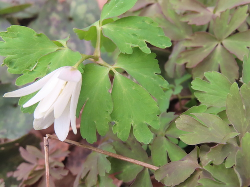 Anemone raddeana, photograph 1