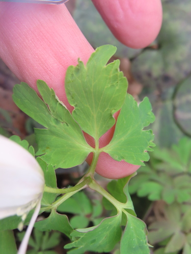Anemone raddeana, photograph 2