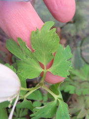 Anemone raddeana, photograph Timur Kalininsky, CC BY, iNaturalist via GBIF