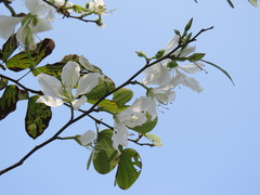 Bauhinia variegata candida