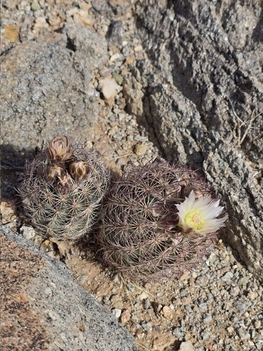 Woven-spine Pineapple Cactus (Echinomastus intertextus)