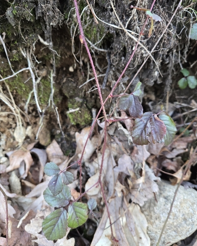 Swamp Dewberry (Rubus hispidus)
