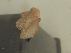 Phyllodesma americana