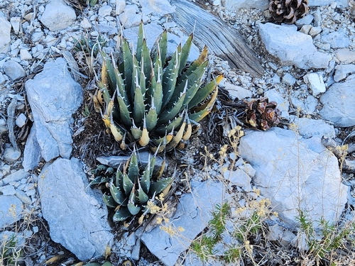 Utah Agave (Agave utahensis)