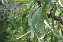 Acacia polystachya