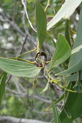 Acacia polystachya