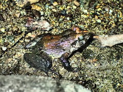 Limnonectes grunniens