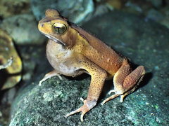 Ingerophrynus celebensis