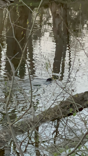 animal observation 2