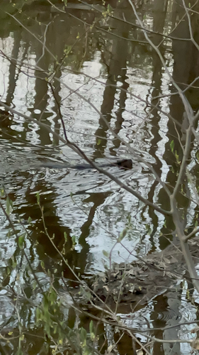 animal observation 3