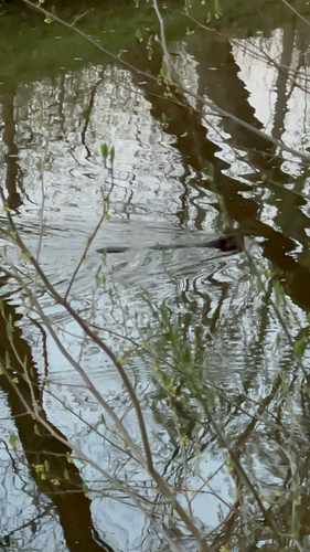 animal observation 4