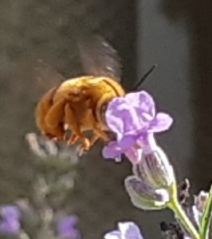 Amegilla bombiformis