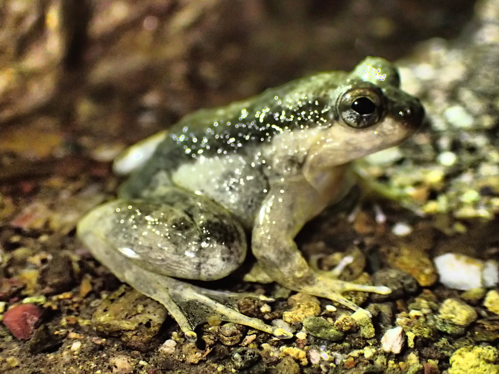 Celebes Oriental Frog