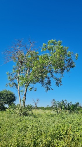 Amendoim-bravo