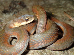 Rhabdophis chrysargoides