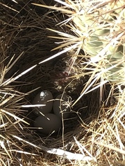 Amphispiza bilineata