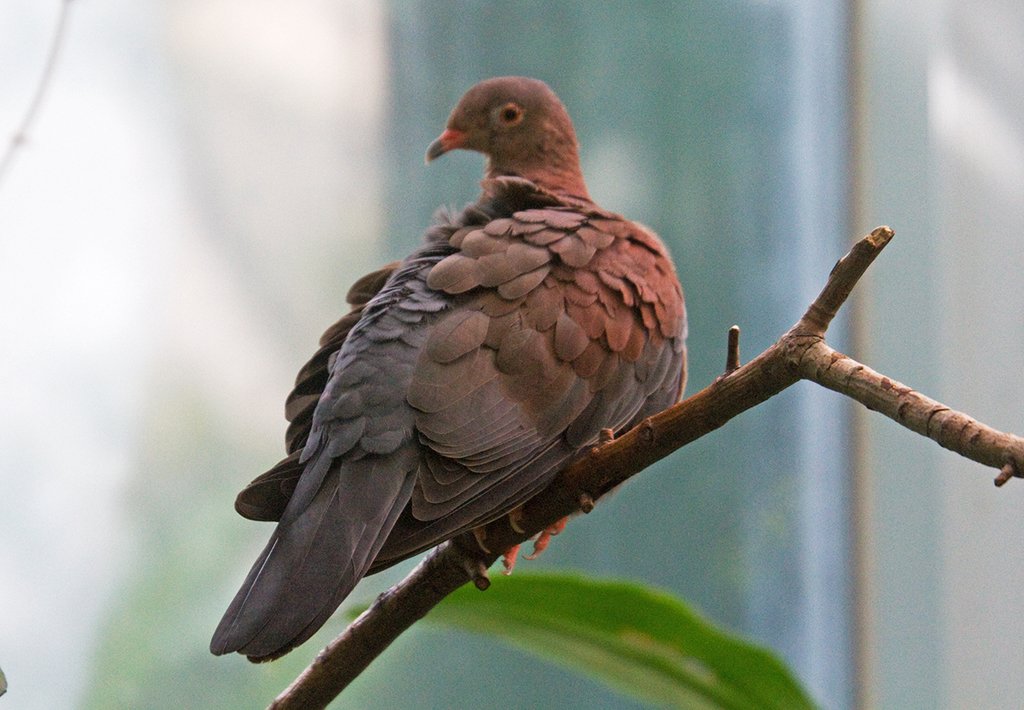 Maranon Pigeon